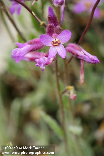 Arabis modesta