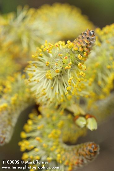 Salix lasiolepis