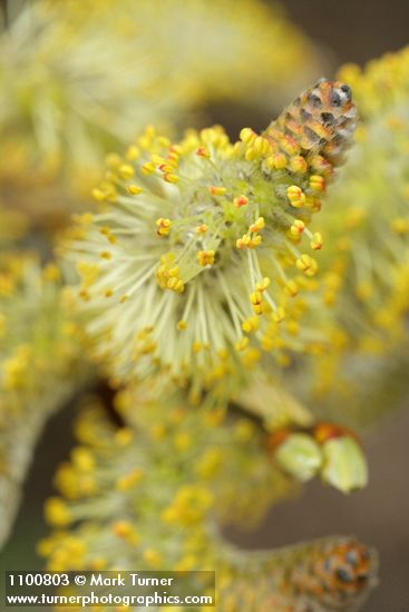 Salix lasiolepis