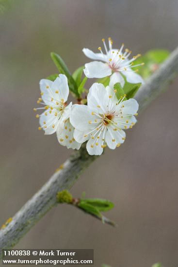 Prunus cerasifera