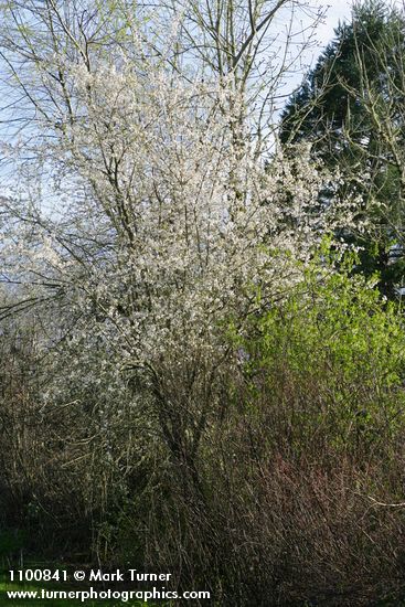 Prunus cerasifera