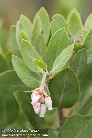 Arctostaphylos hispidula