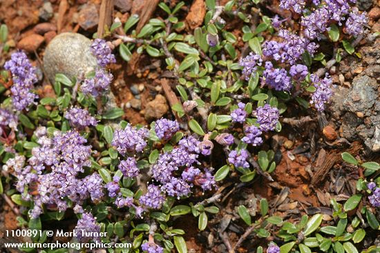 Ceanothus pumilus