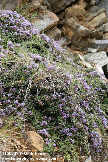 Ceanothus pumilus