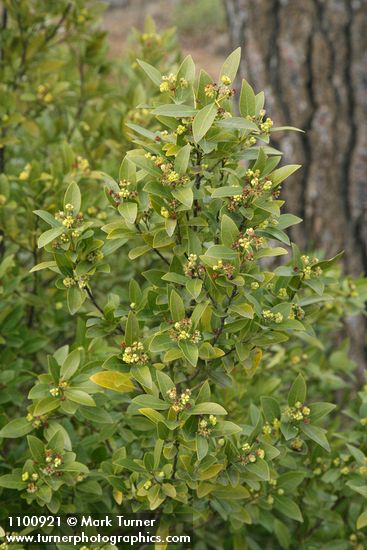 Umbellularia californica