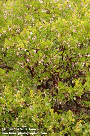 Arctostaphylos stanfordiana