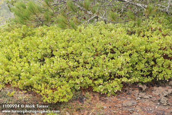 Arctostaphylos hookeri