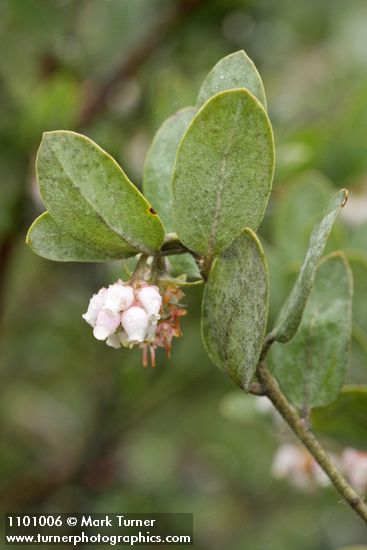 Arctostaphylos nortensis