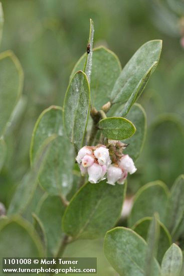 Arctostaphylos nortensis