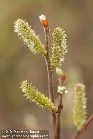 Salix delnortensis