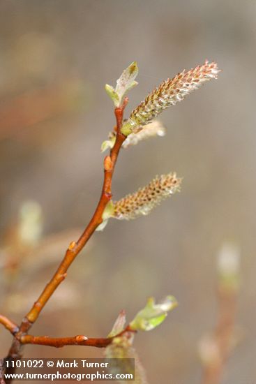 Salix delnortensis