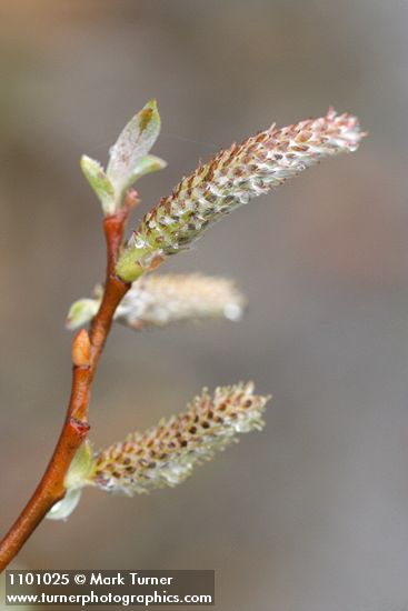 Salix delnortensis