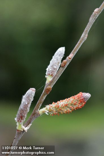 Salix delnortensis