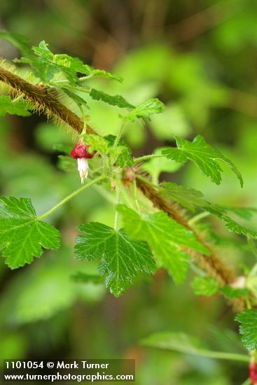 Ribes menziesii