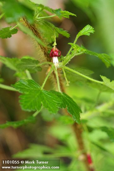 Ribes menziesii