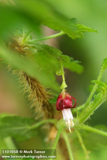 Ribes menziesii