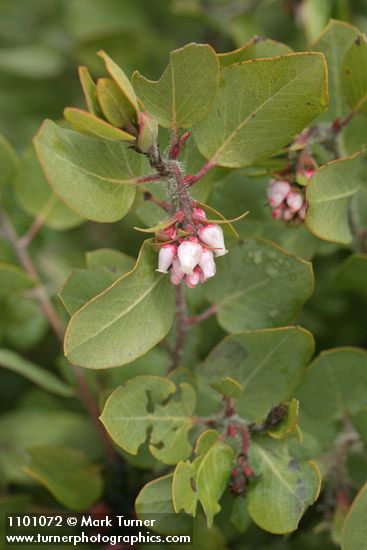 Arctostaphylos bakeri