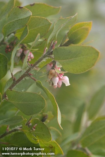 Arctostaphylos bakeri