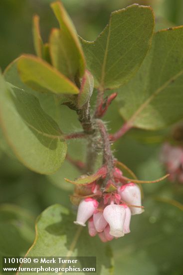 Arctostaphylos bakeri