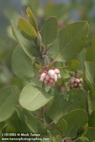 Arctostaphylos bakeri