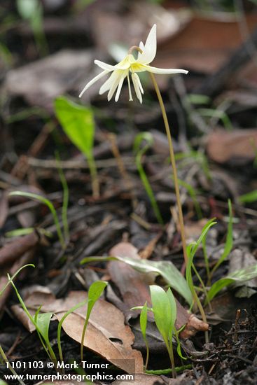 Erythronium californicum