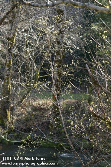 Cornus sessilis