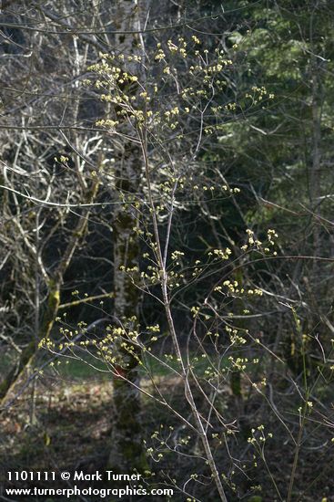 Cornus sessilis