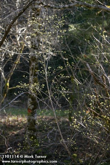 Cornus sessilis