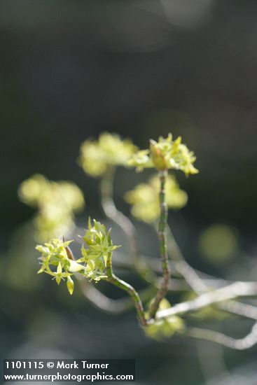 Cornus sessilis