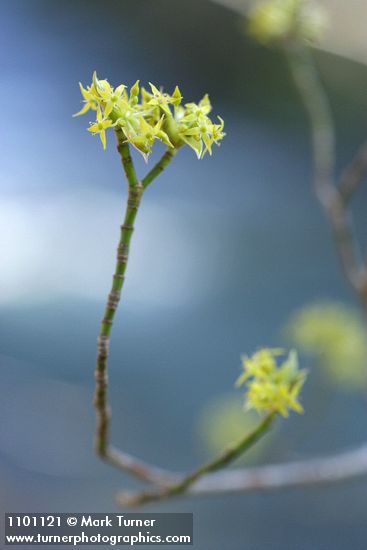 Cornus sessilis