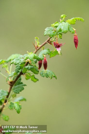 Ribes menziesii