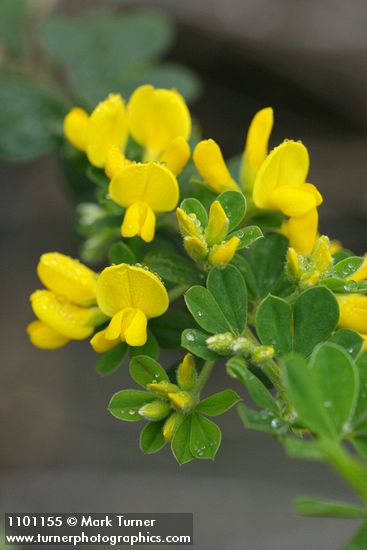 Genista monspessulana