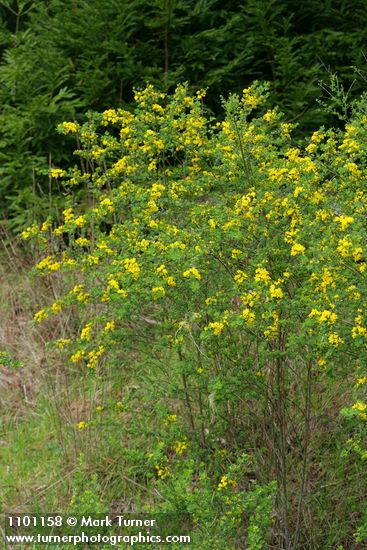 Genista monspessulana