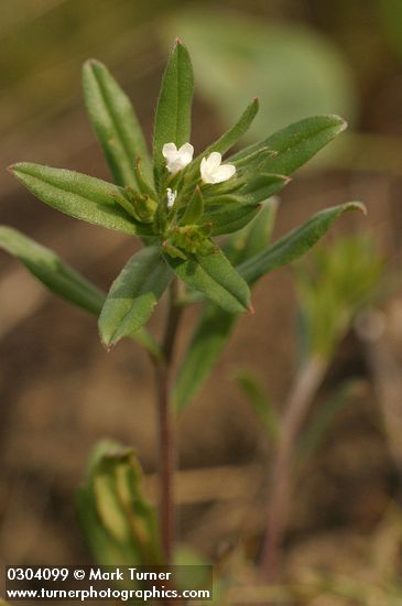 Buglossoides arvensis (Lithospermum arvense)