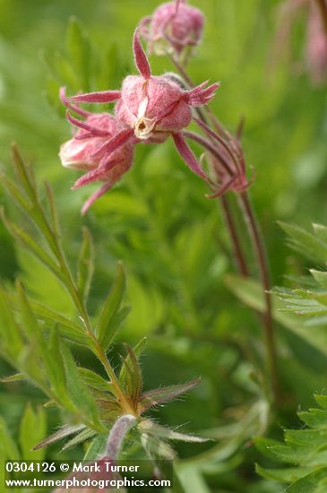 Geum triflorum