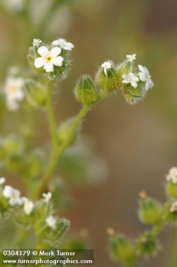 Cryptantha pterocarya