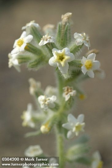 Cryptantha leucophaea