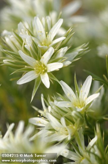 Arenaria franklinii