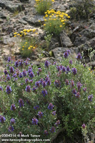 Salvia dorrii; Erigeron linearis