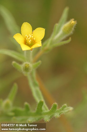 Mentzelia albicaulis