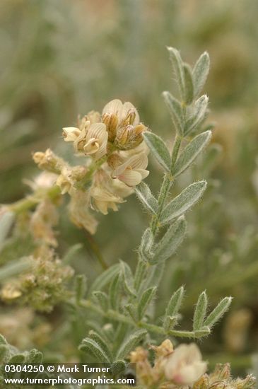 Astragalus sp.