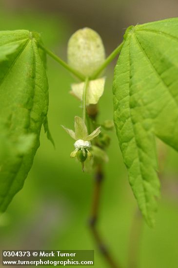 Acer circinatum