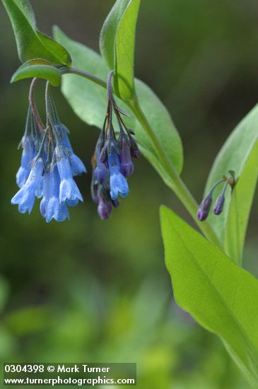 Mertensia paniculata