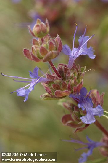 Salvia dorrii ssp. dorrii var. incana (S. dorrii var. carnosa)