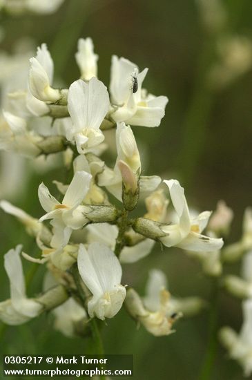 Astragalus reventiformis