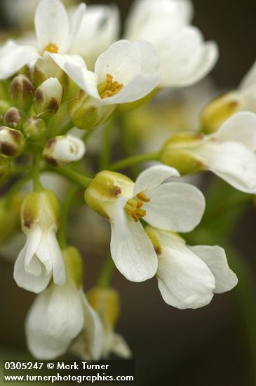 Thlaspi montanum var. montanum (T. fendleri var. glaucum)