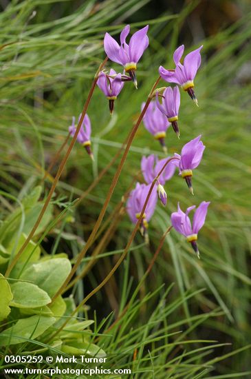 Dodecatheon pulchellum