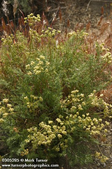 Pteryxia terebinthina var. terebinthina (Cymopterus terebinthinus var. terebinthinus)