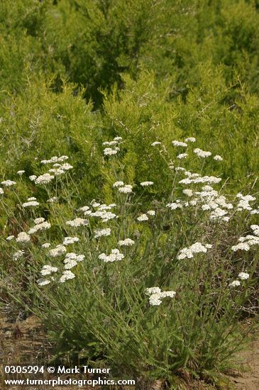 Achillea millefolium; Sarcobatus vermiculatus