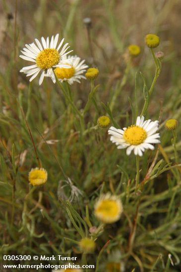 Erigeron filifolius